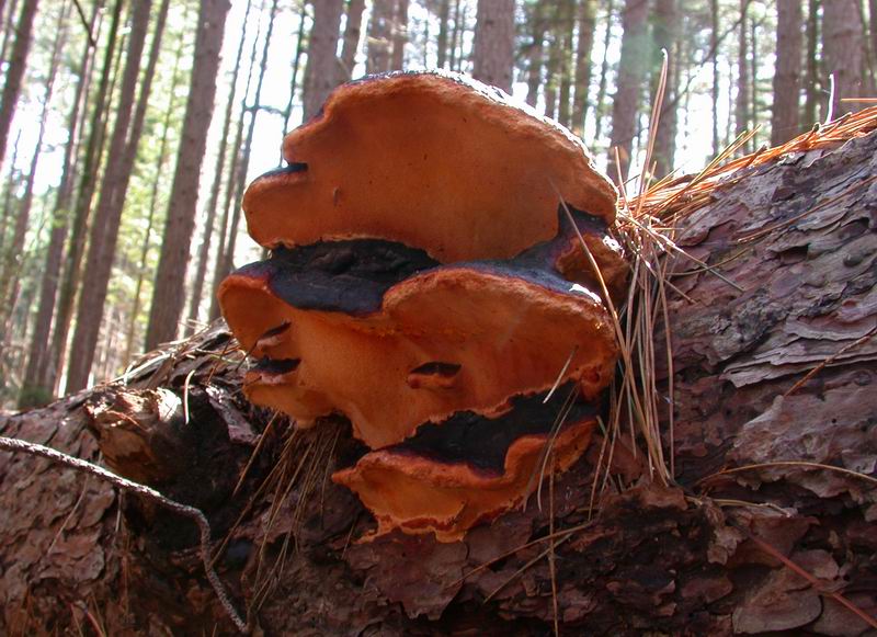 Mycoflora toscana: Fomitopsis pinicola